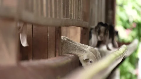 The appearance of three cute lambs Stock Footage 263698138