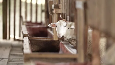 Appearance of two goats in a pen. sheep farm with wooden pens Stock Footage 263698109