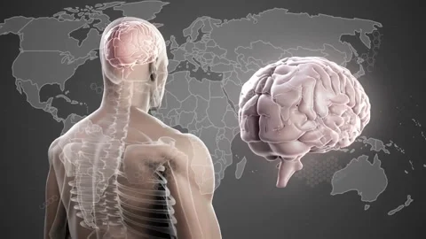 On appearing, 3D model rotating with floating brain aligning and revealing Stock Footage 314408127