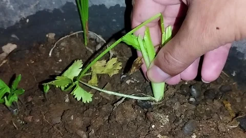 Appears to be coriander for grow. Stock Footage 337161898