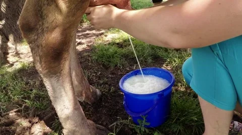 Appears as milk, the origin of the milk Stock Footage 40548733