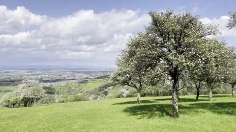 Appel and pear trees in the lower austrian region mostviertel Stock Footage 295018967