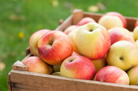 Appels in a crate Stock Photos