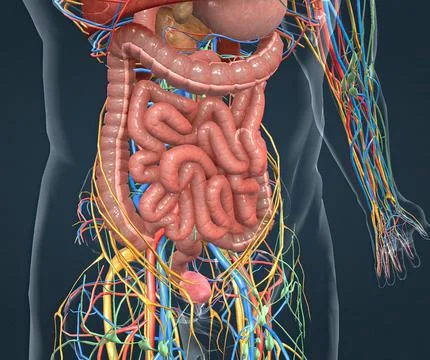 Appendicitis is a painful swelling of the appendix. 스톡 일러스트
