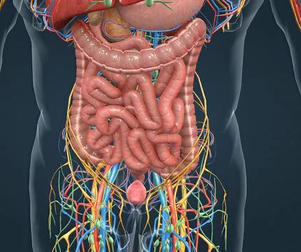 Appendicitis is a painful swelling of the appendix. Stock Illustration