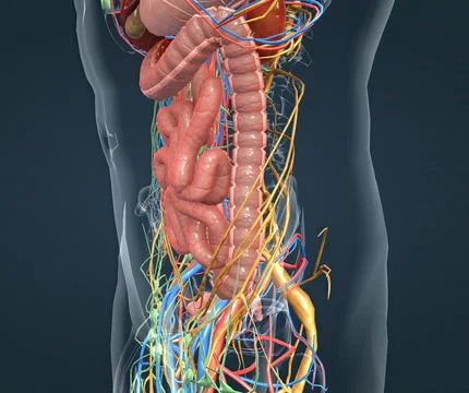 Appendicitis is a painful swelling of the appendix. Stock Illustration