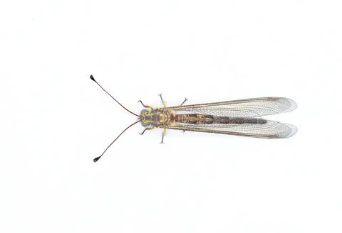 Appendicular Owlfly owl fly - Ascaloptynx appendiculatus - with long, clubb.. Foto stock