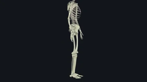 The appendicular skeleton is one of two major bone groups in the body Stock Footage 252009746