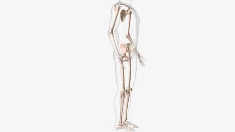 The appendicular skeleton is one of two major bone groups in the body Stock Footage 270143439