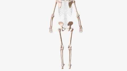 The appendicular skeleton is one of two major bone groups in the body Stock Footage 270143802