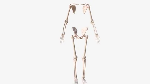 The appendicular skeleton is one of two major bone groups in the body Stock Footage 270144028