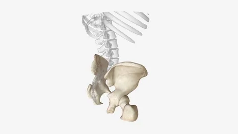 The appendicular skeleton is one of two major bone groups in the body Stock Footage 270144433