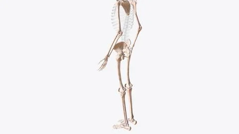 The appendicular skeleton is one of two major bone groups in the body Stock Illustration