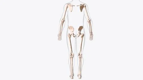 The appendicular skeleton is one of two major bone groups in the body Stock Illustration