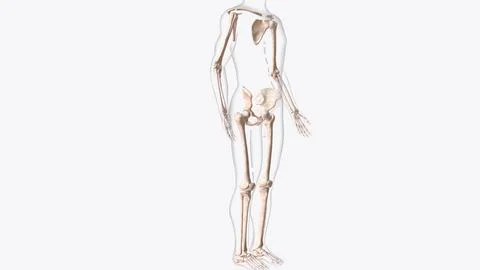 The appendicular skeleton is one of two major bone groups in the body Stock Illustration
