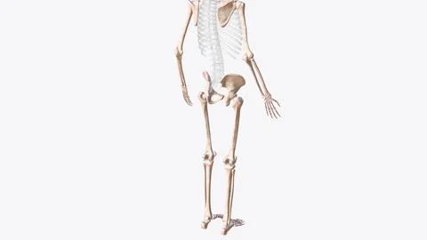 The appendicular skeleton is one of two major bone groups in the body Stock Illustration