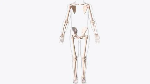 The appendicular skeleton is one of two major bone groups in the body Stock Illustration