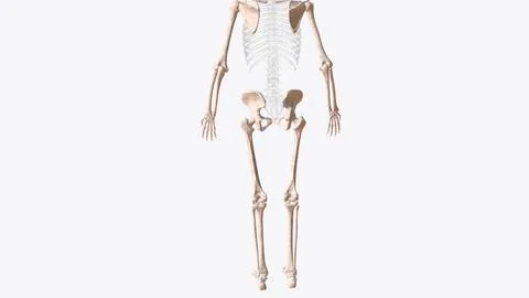 The appendicular skeleton is one of two major bone groups in the body Stock Illustration