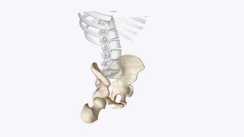 The appendicular skeleton is one of two major bone groups in the body Stock Illustration