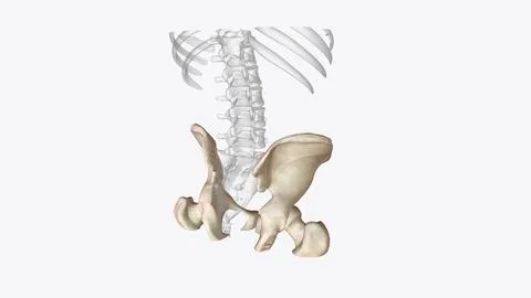 The appendicular skeleton is one of two major bone groups in the body Stock Illustration
