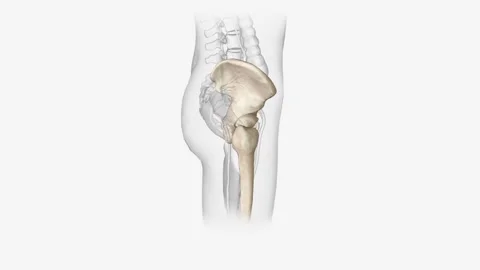 The appendicular skeleton is the portion of the skeleton of vertebrates Stock Footage 271031584