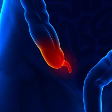 Appendix 스톡 일러스트