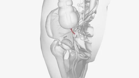 The appendix is a small pouch attached to the end of the large intestine Stock Footage 270145139