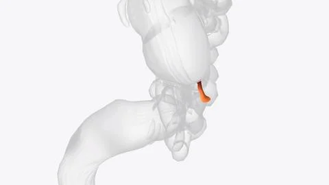 The appendix is a small pouch attached to the end of the large intestine Stock Illustration