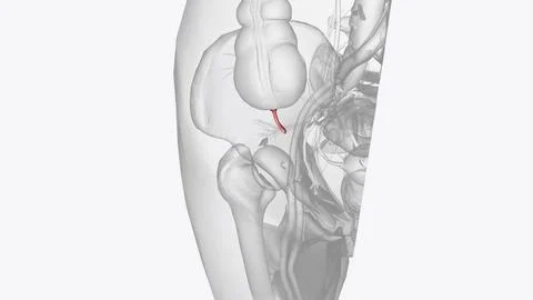 The appendix is a small pouch attached to the end of the large intestine 스톡 일러스트