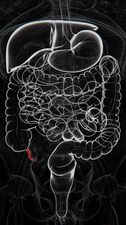 The appendix is a small, tube-shaped structure attached to the beginning of the Stock-Footage 346891876