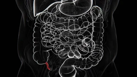 The appendix is a small, tube-shaped structure attached to the beginning of the Stock-Footage 346891965