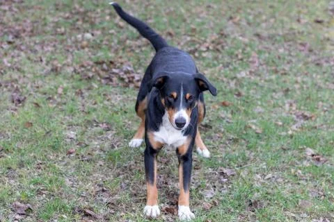 Appenzeller Mountain Dog playing outdoor with a ball Stock Photos
