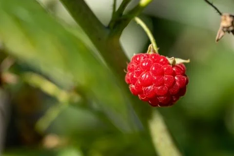Appetizing and ripe red raspberry ready to be picked from a bush in the sun Фото