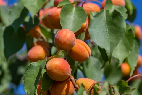 Appetizing blushing ripe apricots on tree branch with fresh green leaves. Red Stock Photos
