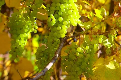 Appetizing branch of the green grape Foto stock