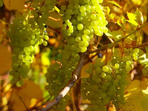 Appetizing branch of the green grape 스톡 사진