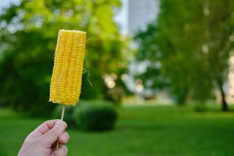 Appetizing bright yellow boiled corn on a stick in hand, on a blurred backg.. Stock Photos
