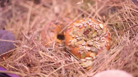 An appetizing donut Stock Footage 82110379