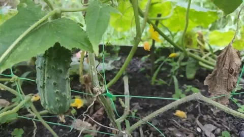 Appetizing fresh green cucumber growing in a vegetable garden in open soil on a Stock Footage 281159494