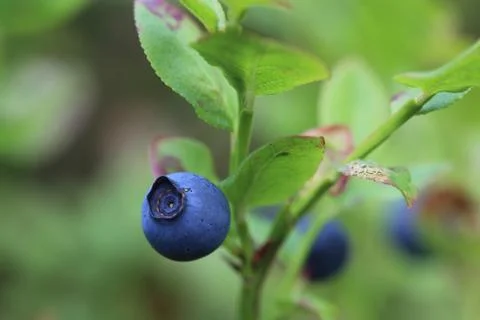 Appetizing macro view of the ripe blueberries grown in the wild nature in the Stock Photos