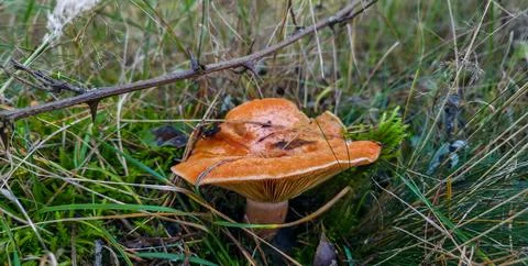 Appetizing mushroom in forest in foliage after rain. Mushroom picking season Stock Photos