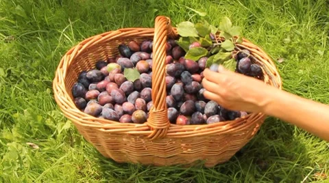 Appetizing plums Stock Footage 8649153