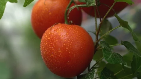 Appetizing red tomato with water drops hanging on branch, fresh organic food 動画素材 119295173