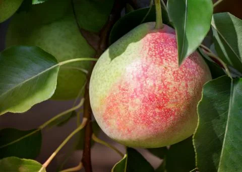 Appetizing ripe pears on a tree branch. Stock Photos