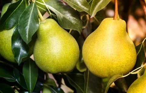 Appetizing ripe pears on a tree branch. Stock Photos