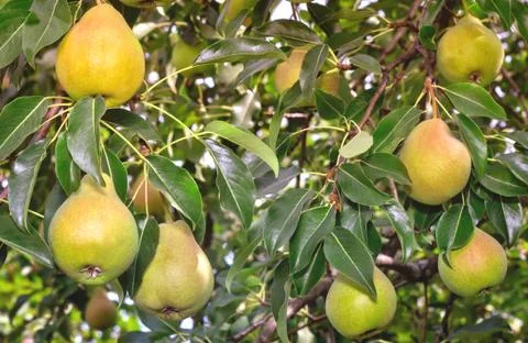 Appetizing ripe pears on a tree branch. Stock Photos