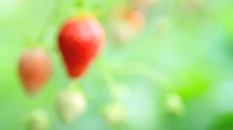 Appetizing strawberry in the plantation. Stock Footage 11128706