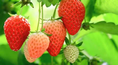 Appetizing strawberry in the plantation. Stock-Footage 11128708