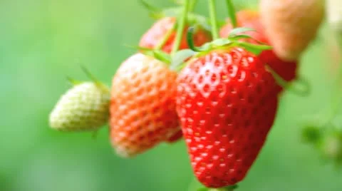 Appetizing strawberry in the plantation. Stock Footage 11154166