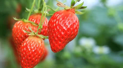 Appetizing strawberry in the plantation. Stock Footage 11314135